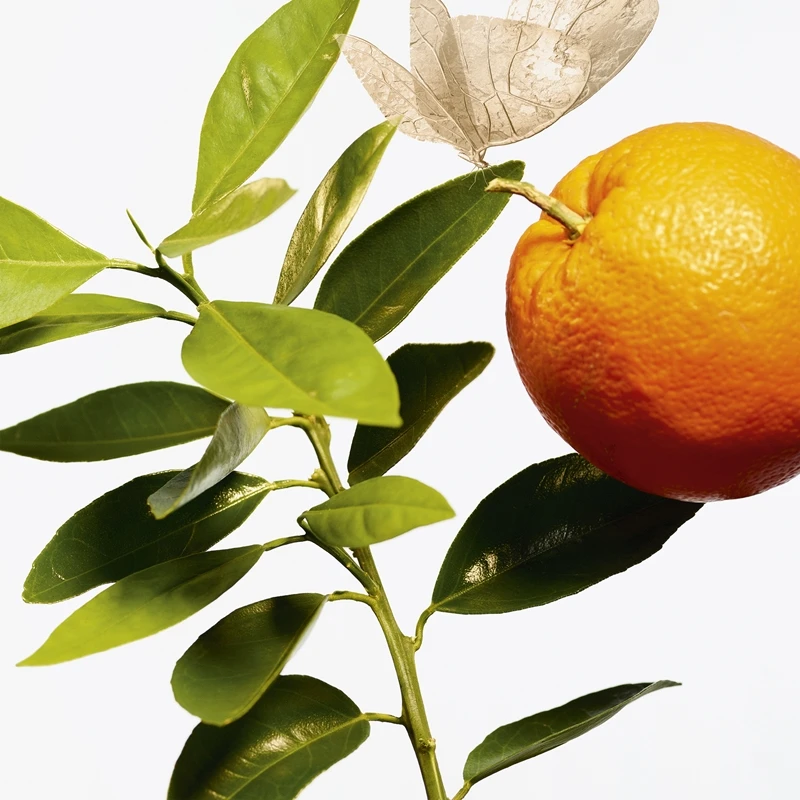 GOUTAL L’Ile Au Thé – Image 3